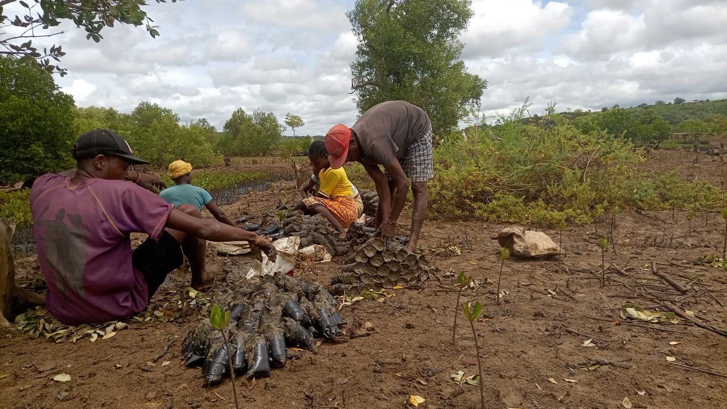 People working on a mangrove reforestation project with trees and clouds in the background
