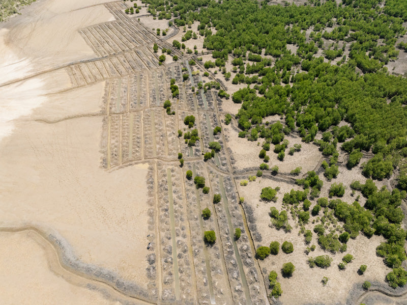 Aerial view of the rows of newly planted trees in the mangrove reforestation project