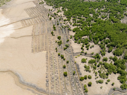 Aerial view of the rows of newly planted trees in the mangrove reforestation project