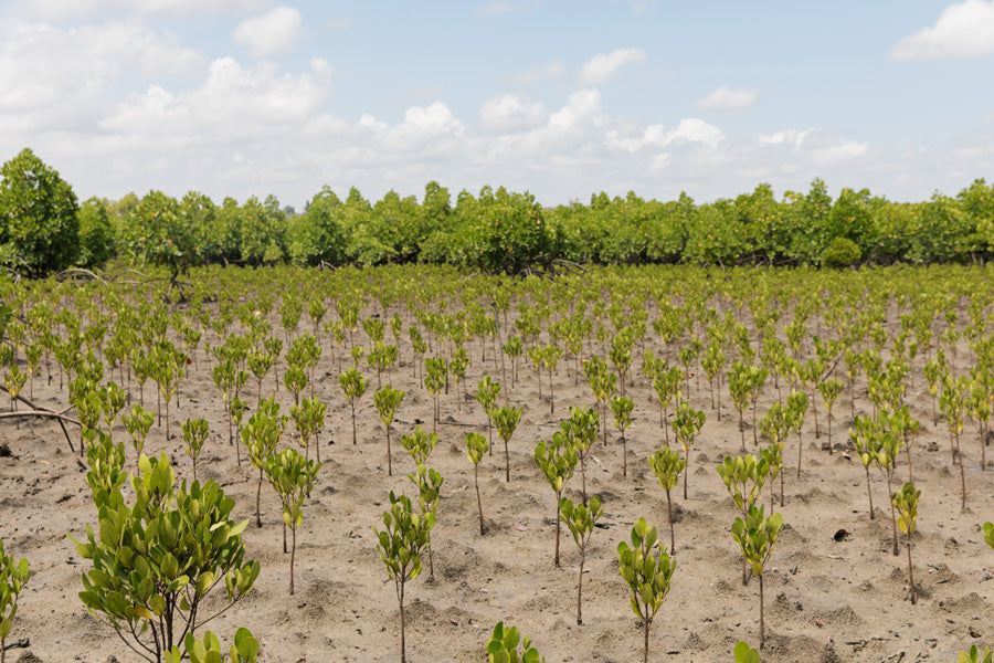Young trees planted in rows on a dry landscape with a clear sky.