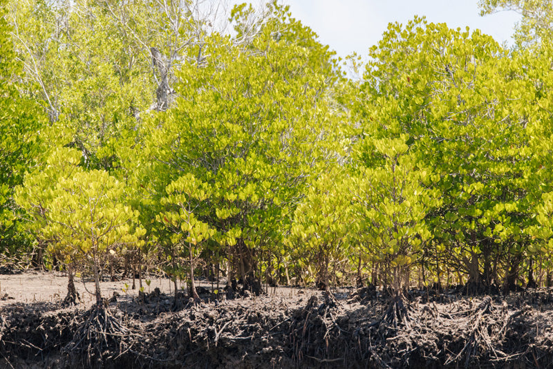 Mangrove trees with extensive root systems in a coastal area