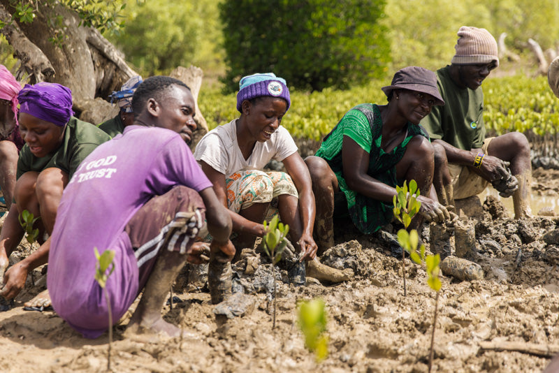 Group of people planting mangrove trees in a coastal area