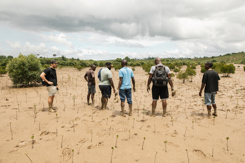 Group of people walking through a sandy marshland with young trees