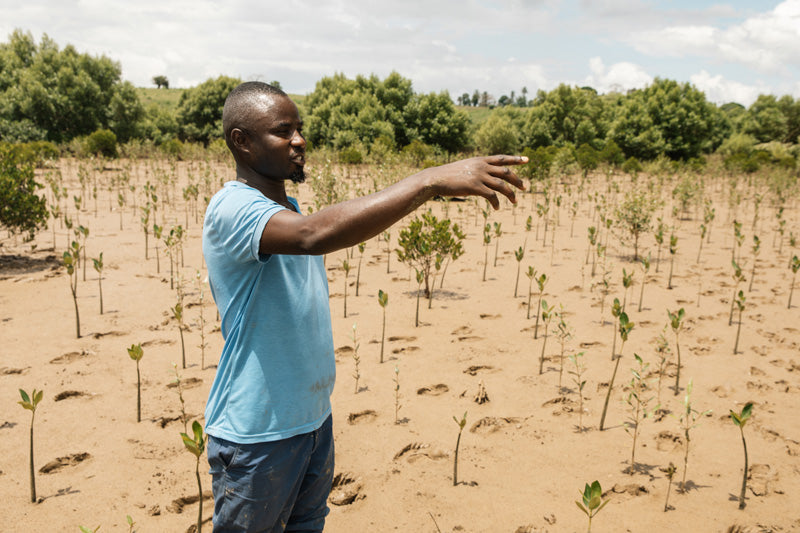 Man pointing at young trees in a sandy marshland with greenery in the background