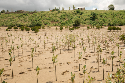 Young tree saplings planted in a field with a hilly landscape in the background.