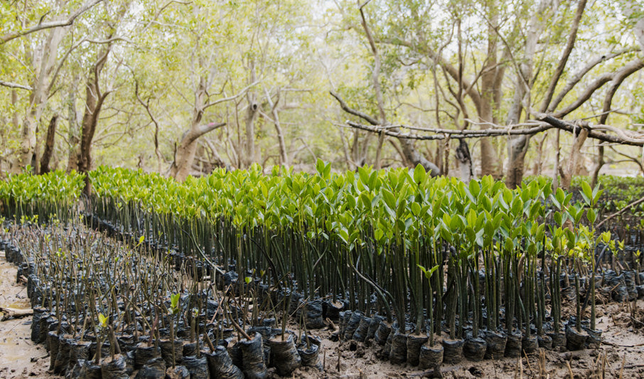 Row of young mangrove trees in pots in a forest setting