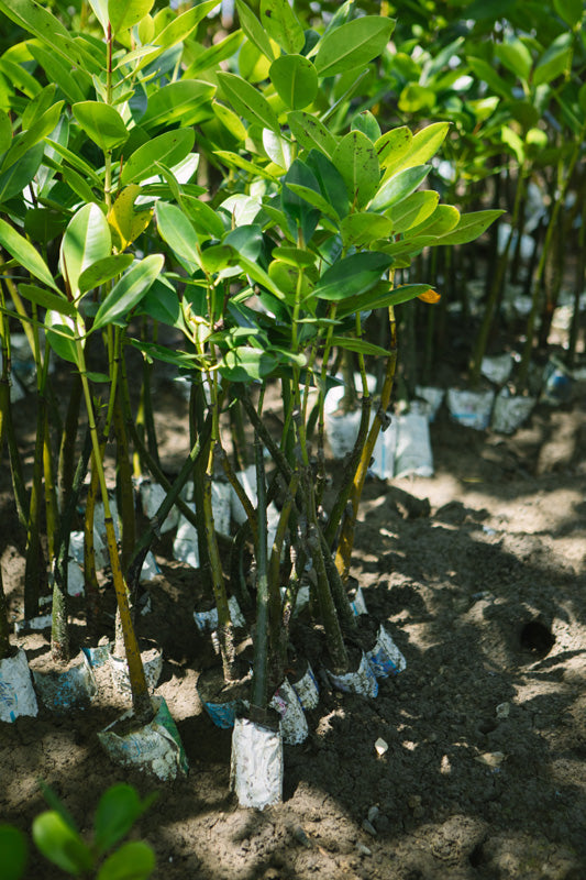 Young mangrove trees in pots with white stakes on a dirt ground