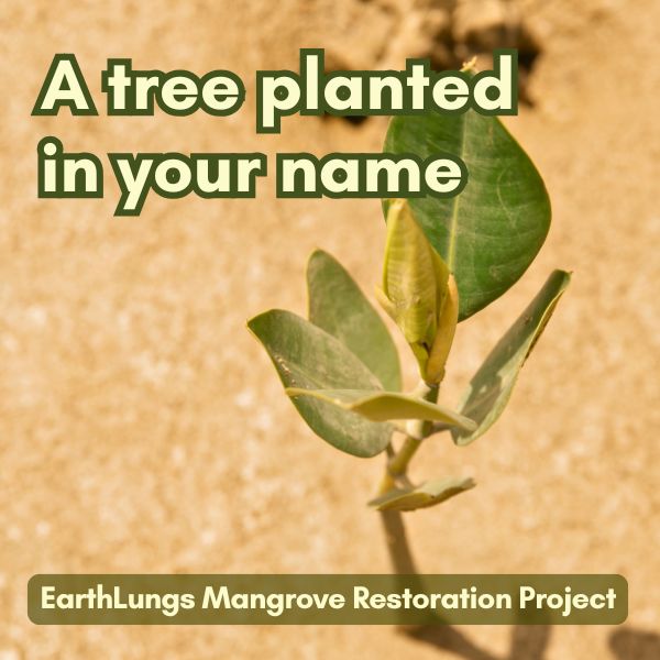 Young tree with text about planting a tree in honor of someone, associated with EarthLungs Mangrove Restoration Project.